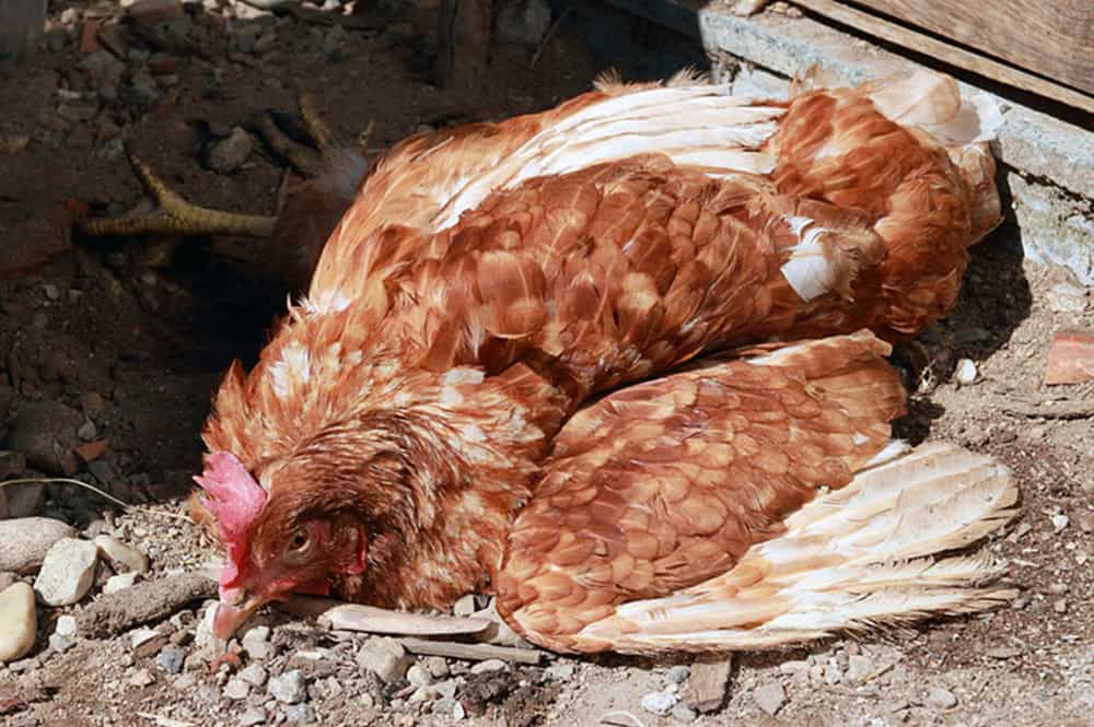 when are chickens fully grown