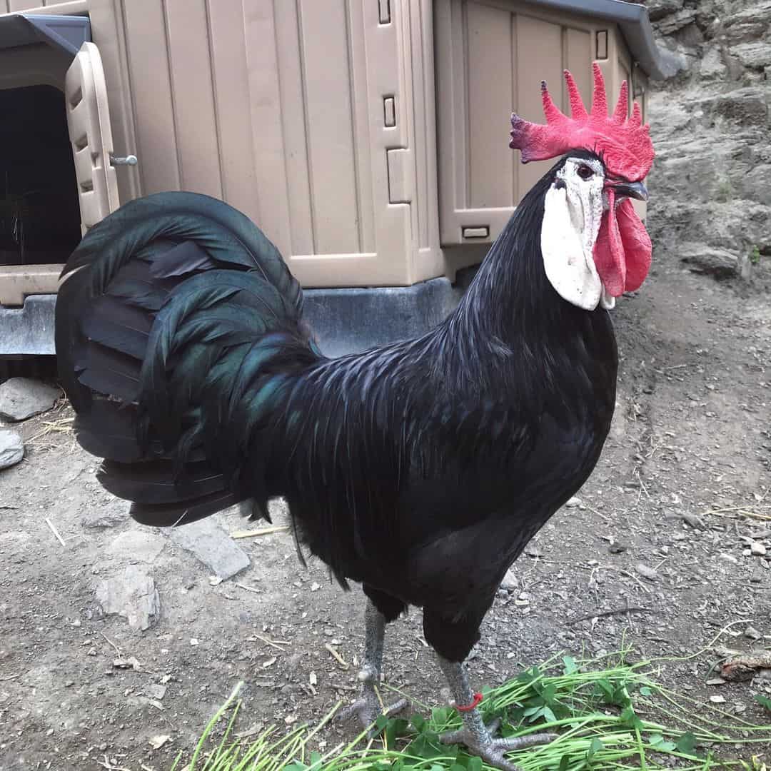 white-faced black spanish