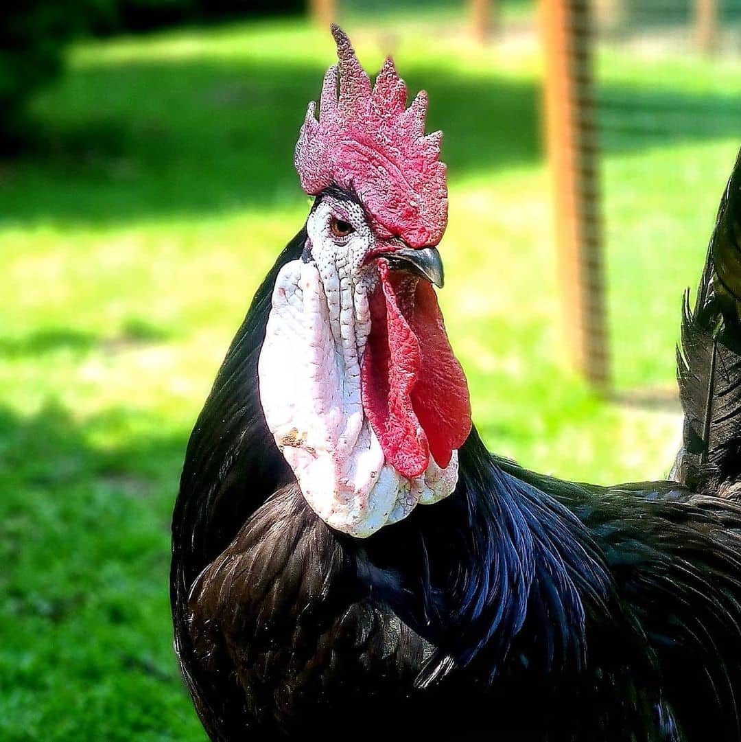 white faced black spanish chicken