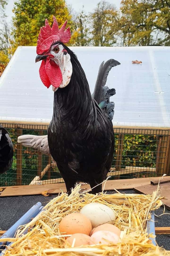 white faced black spanish chickens