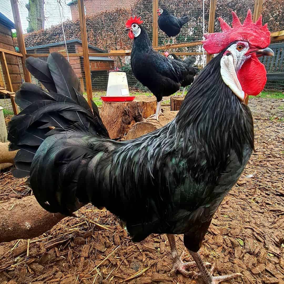 white faced black spanish hen