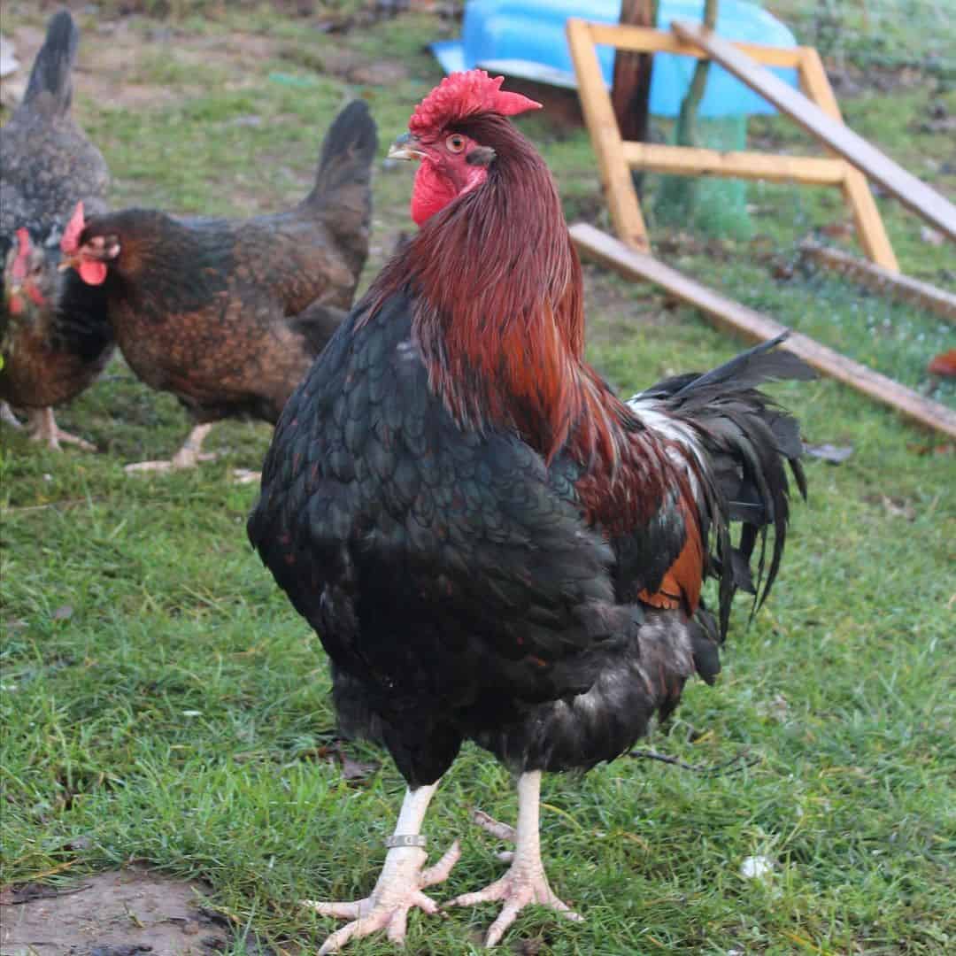 5 toed chicken breeds