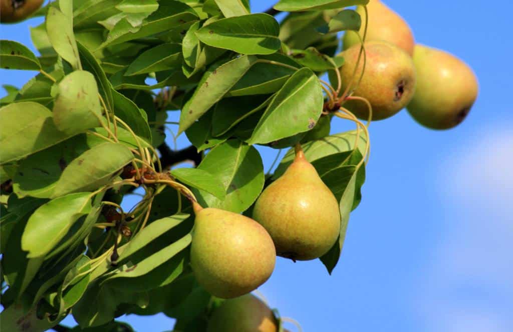 Are Pears Healthy For Chickens