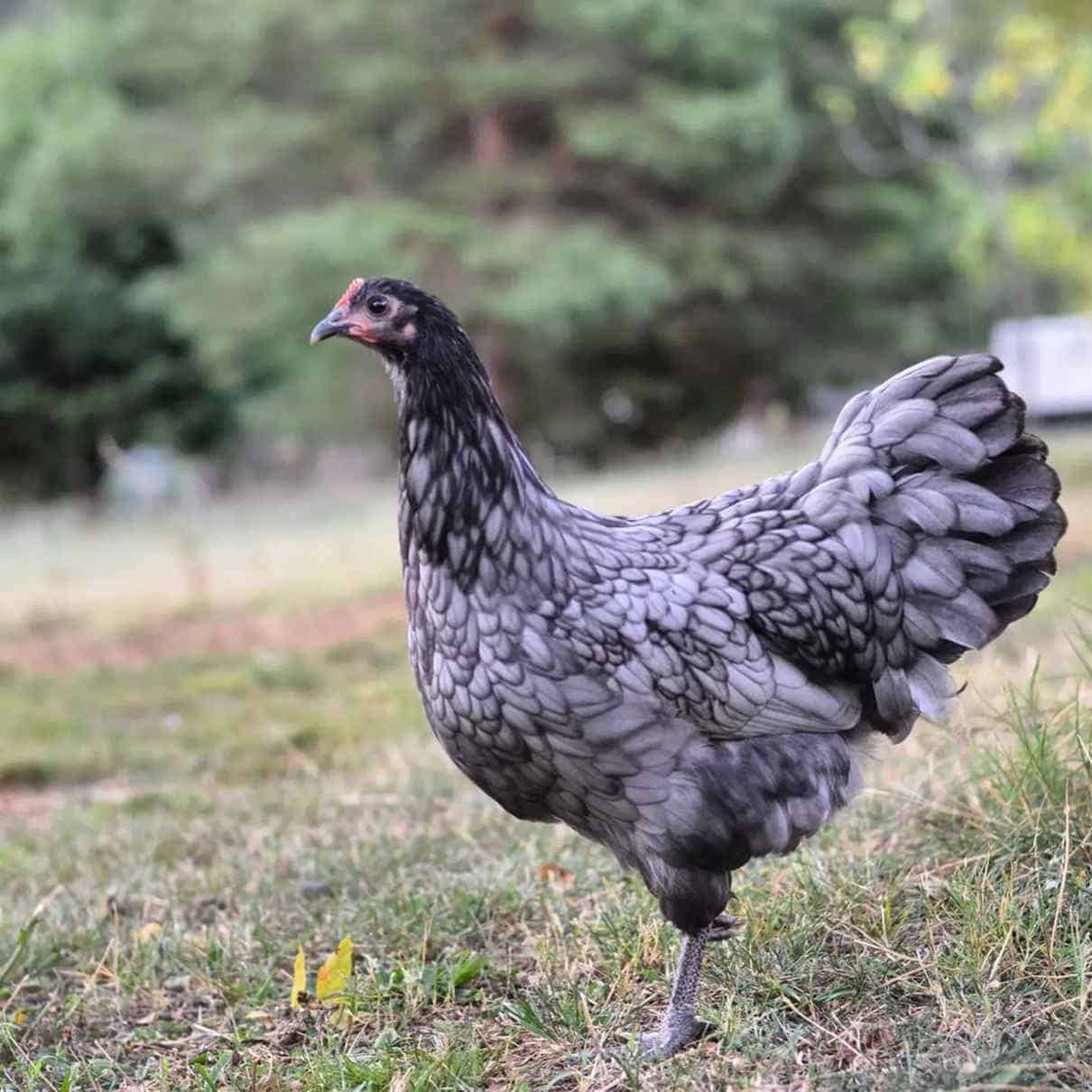 Blue Australorp chicken