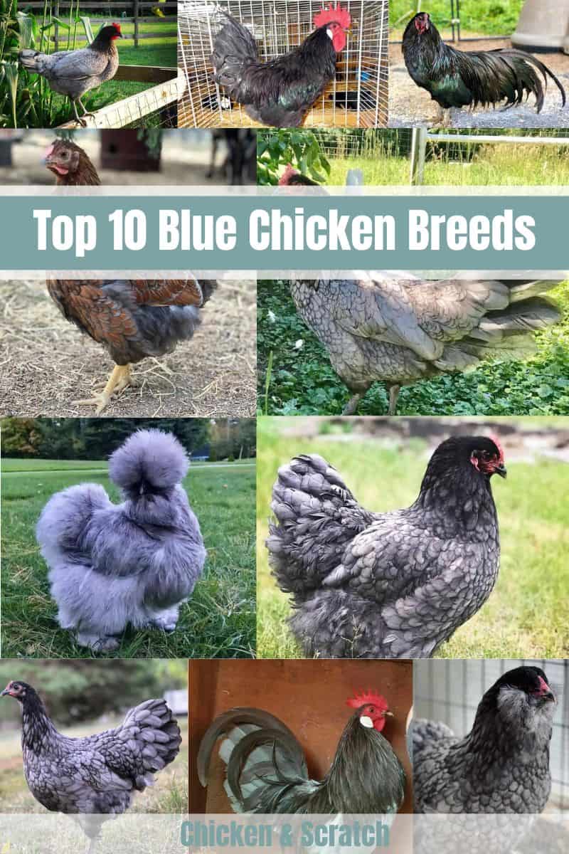 Blue Chicken Breed