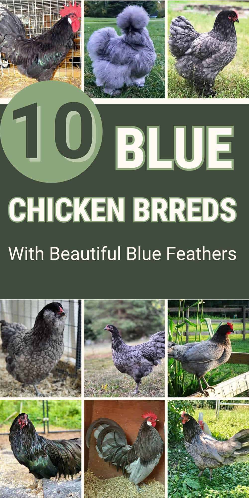 Blue Chickens