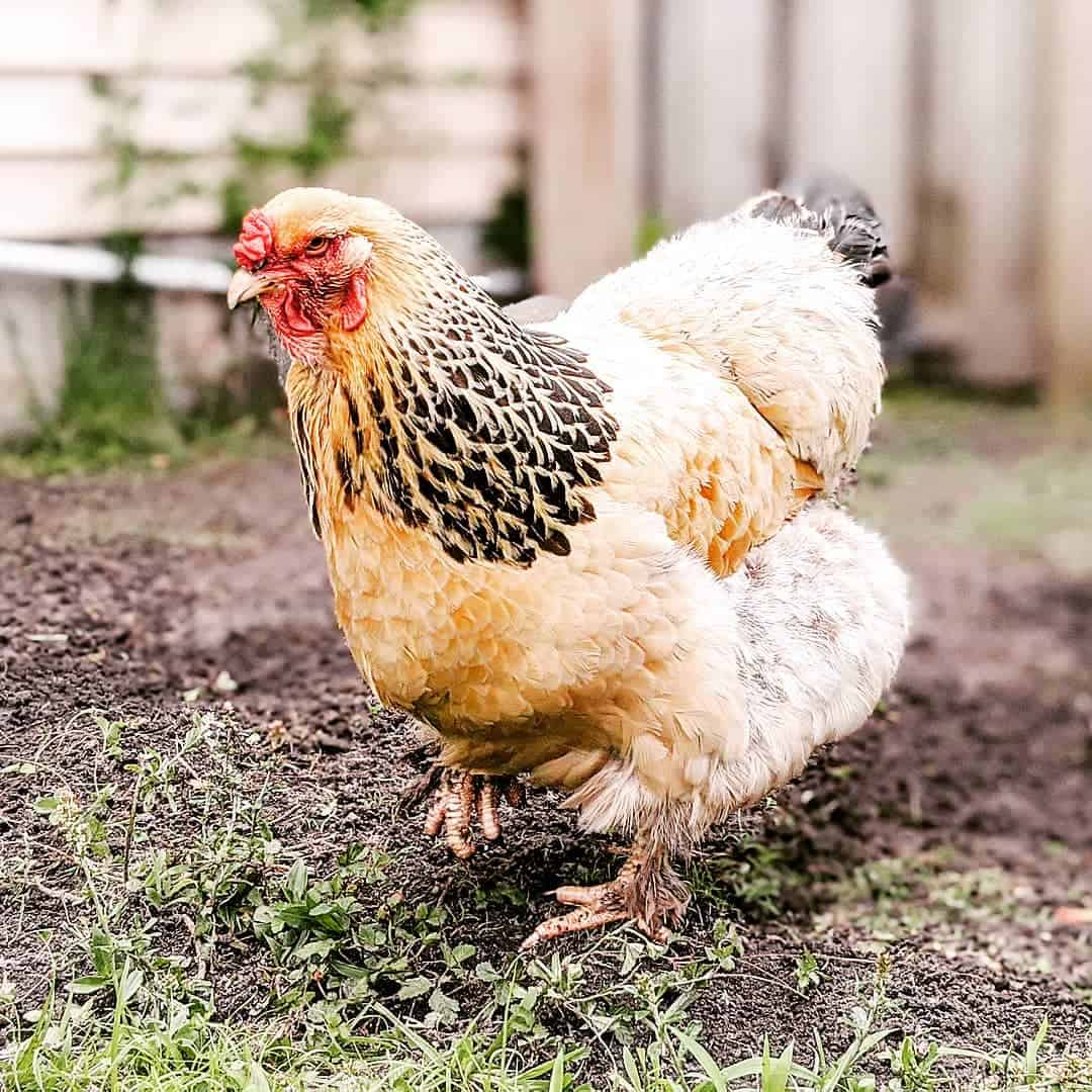 Buff Brahma Chickens