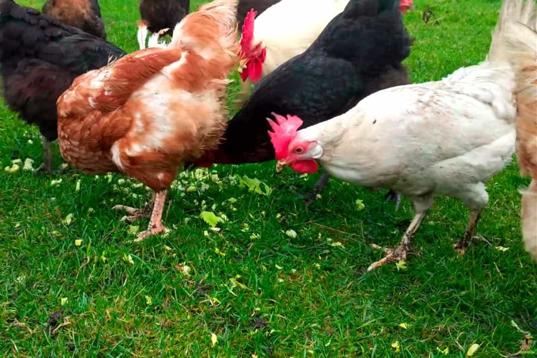 Can Chickens Eat Celery – What Do You Think?