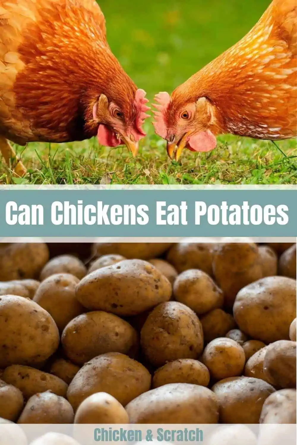 Can Chickens Eat Potato