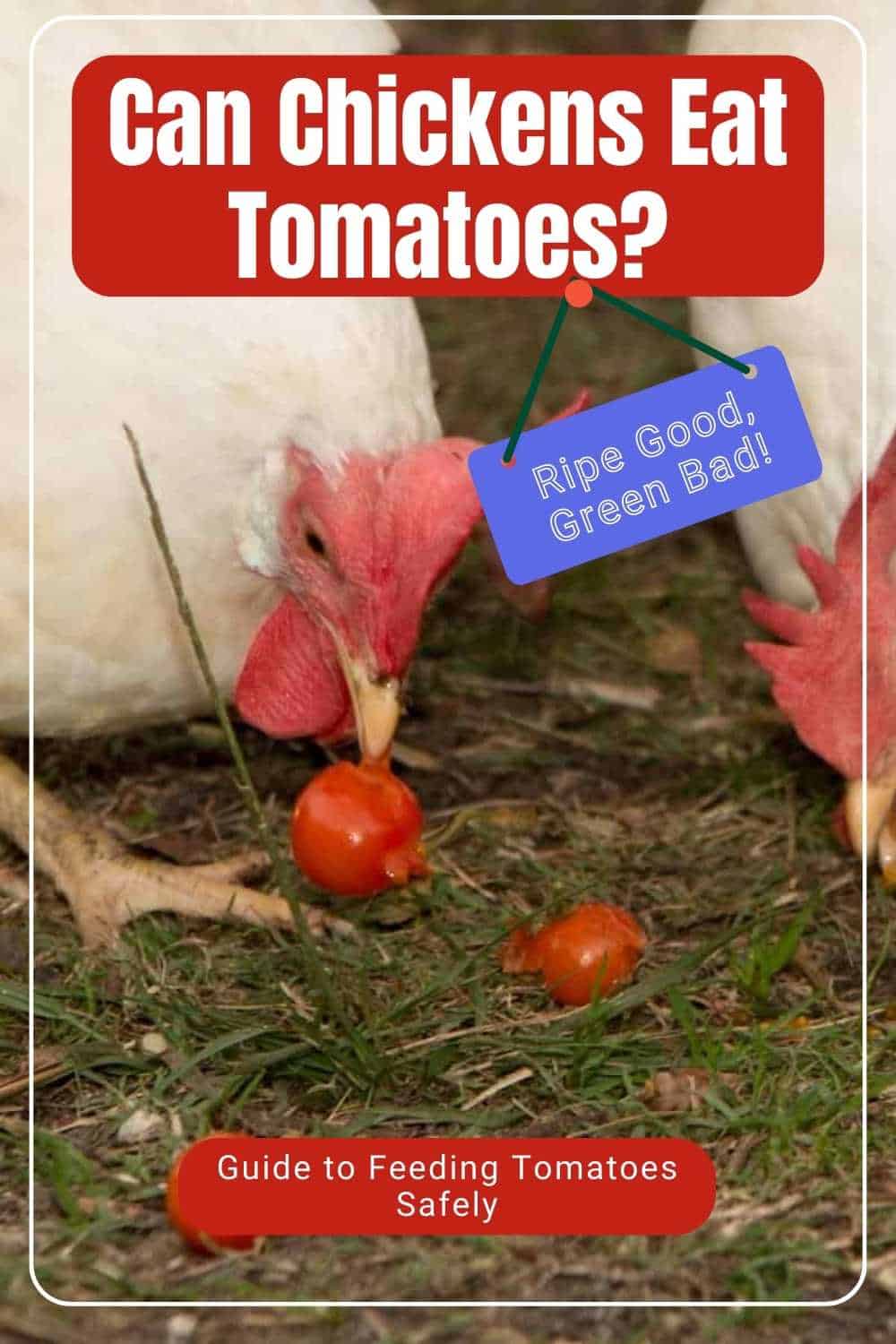 Can Chickens Eat Tomatoe