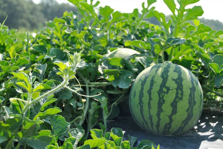 Can Chickens Eat Watermelon? (Also Rind and Seeds)