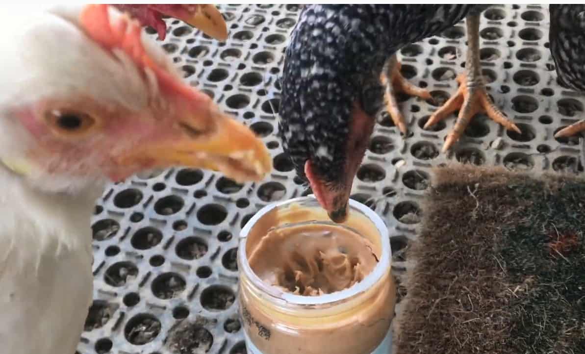 Can You Feed Your Chicken Peanut Butter