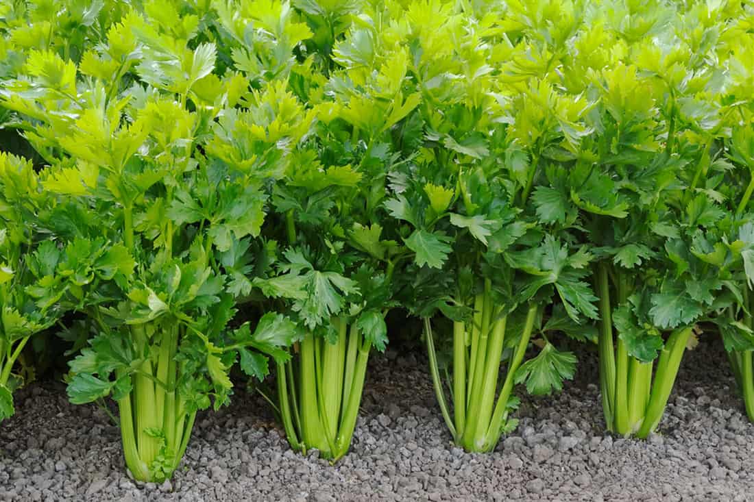 Celery For Your Chickens