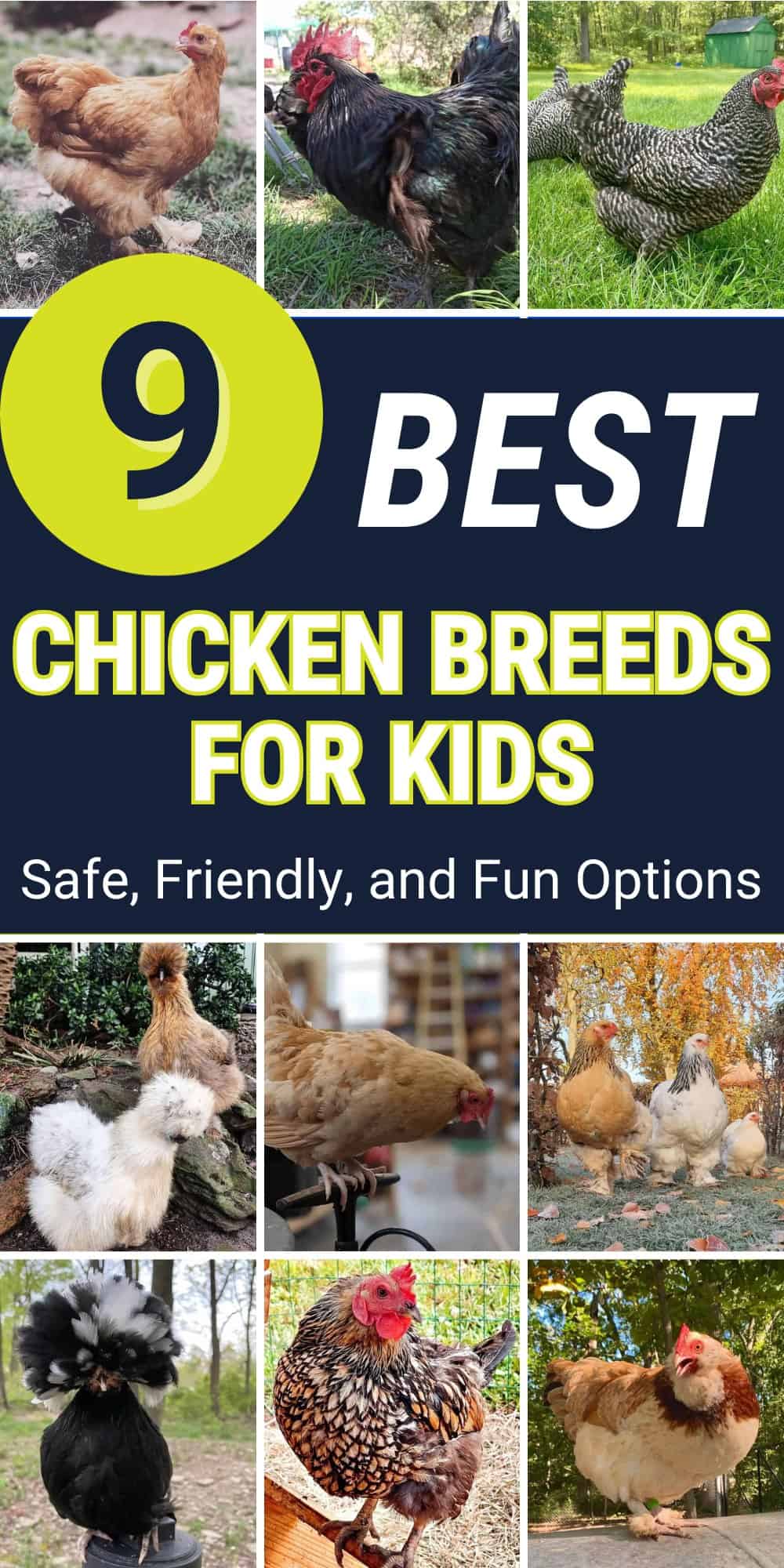 Chicken Breeds for children