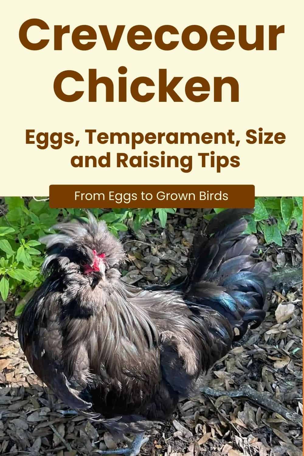 Crevecoeur Chicken breeds