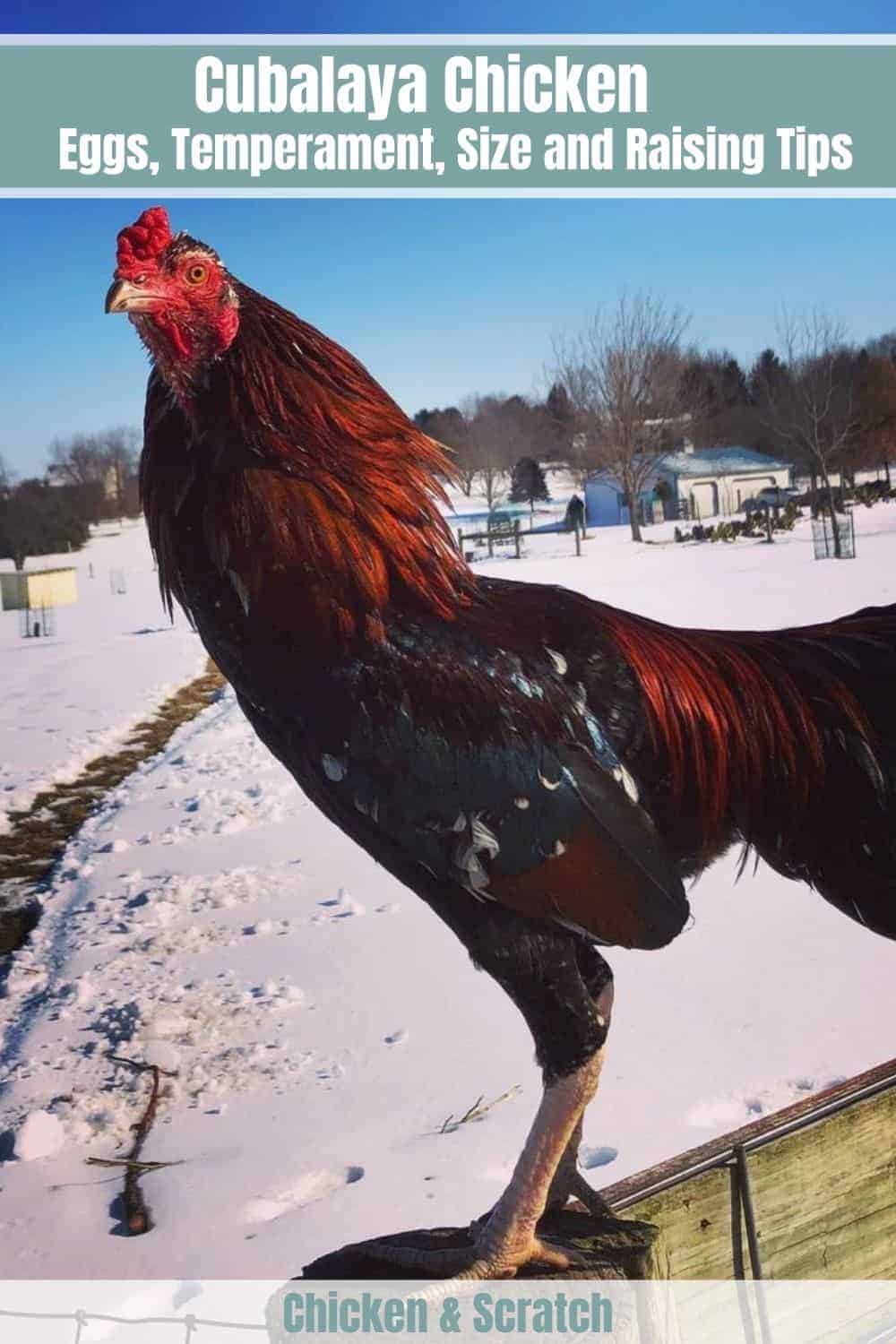 Cubalaya Chicken Breed