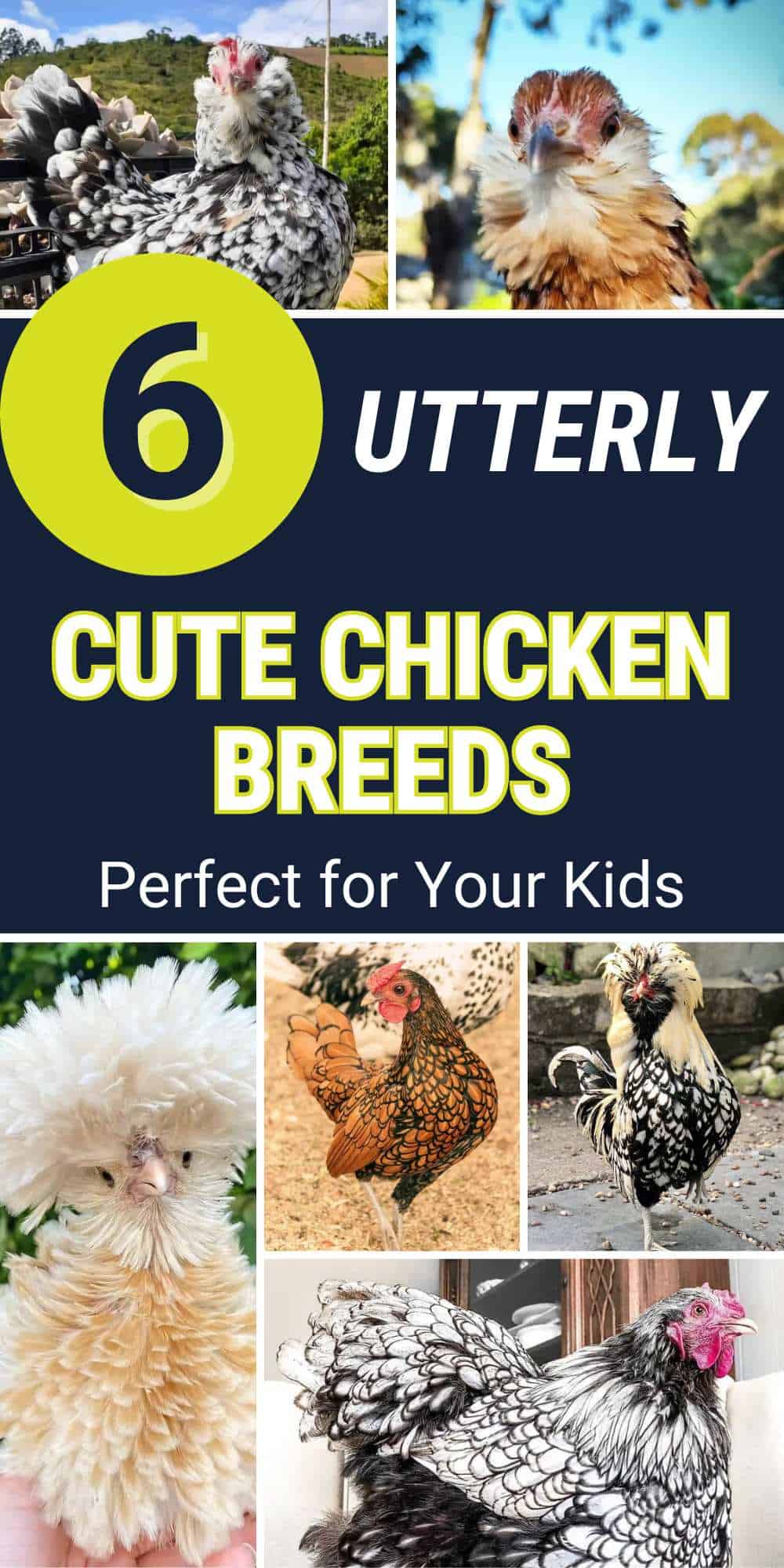 Cute Chicken Breeds