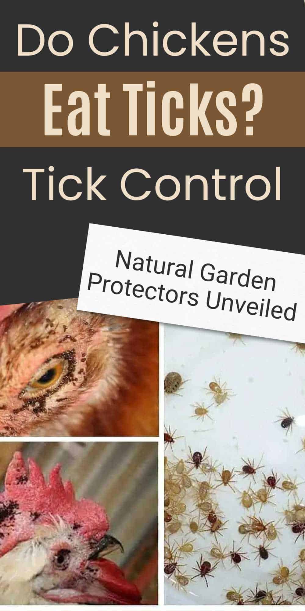 Do Chickens Eat Tick
