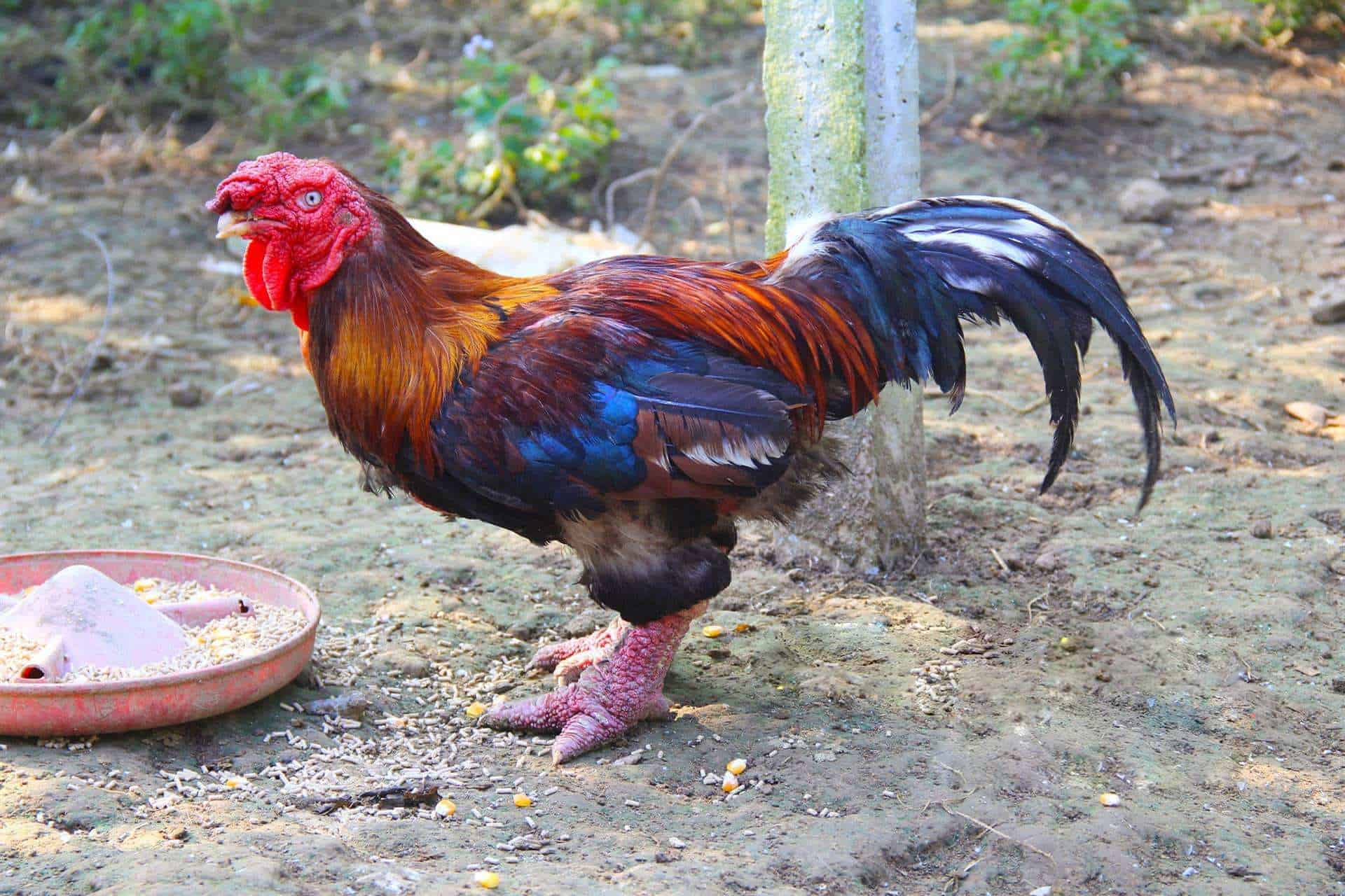 dong tao chicken for sale