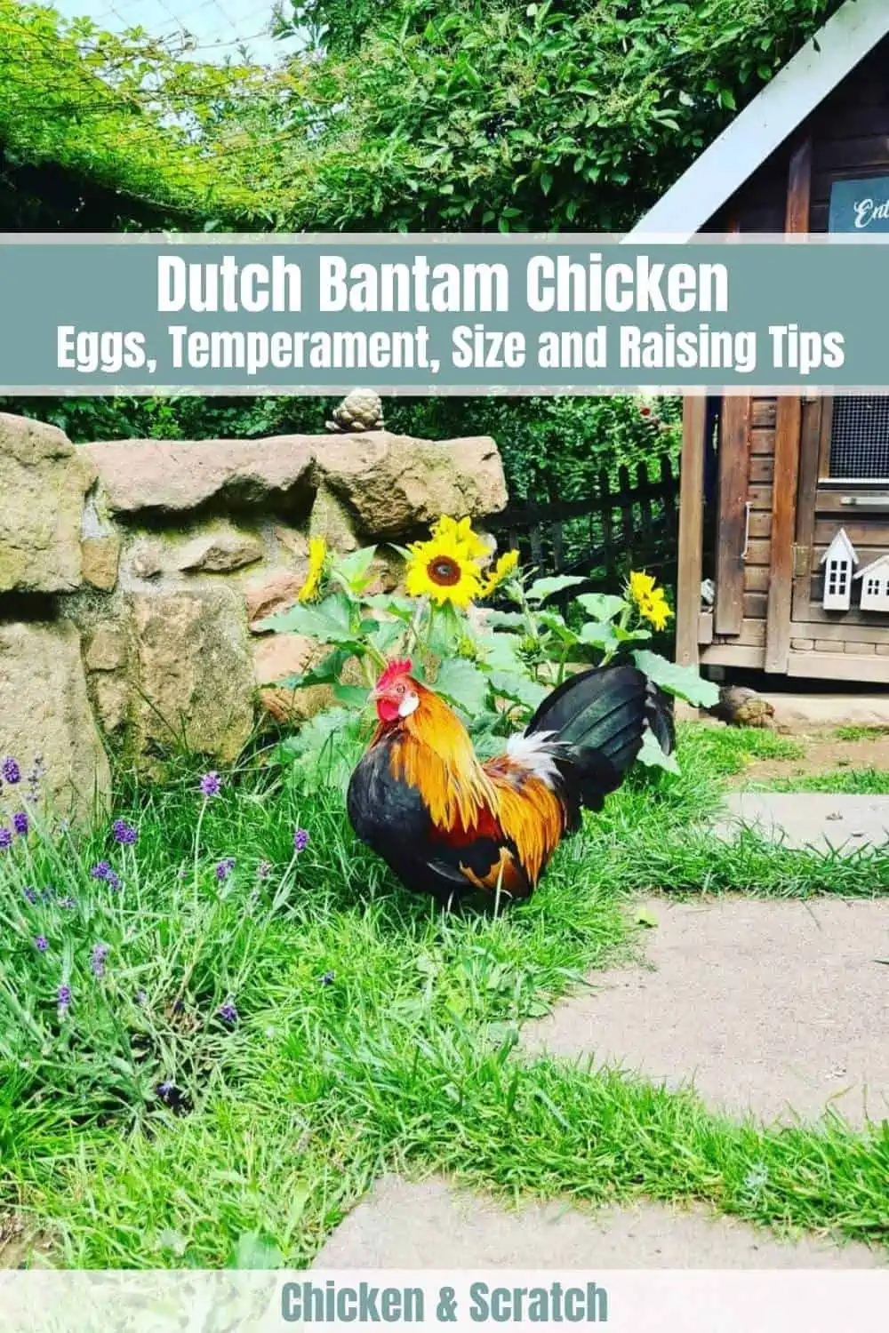 Dutch Bantam Chicken