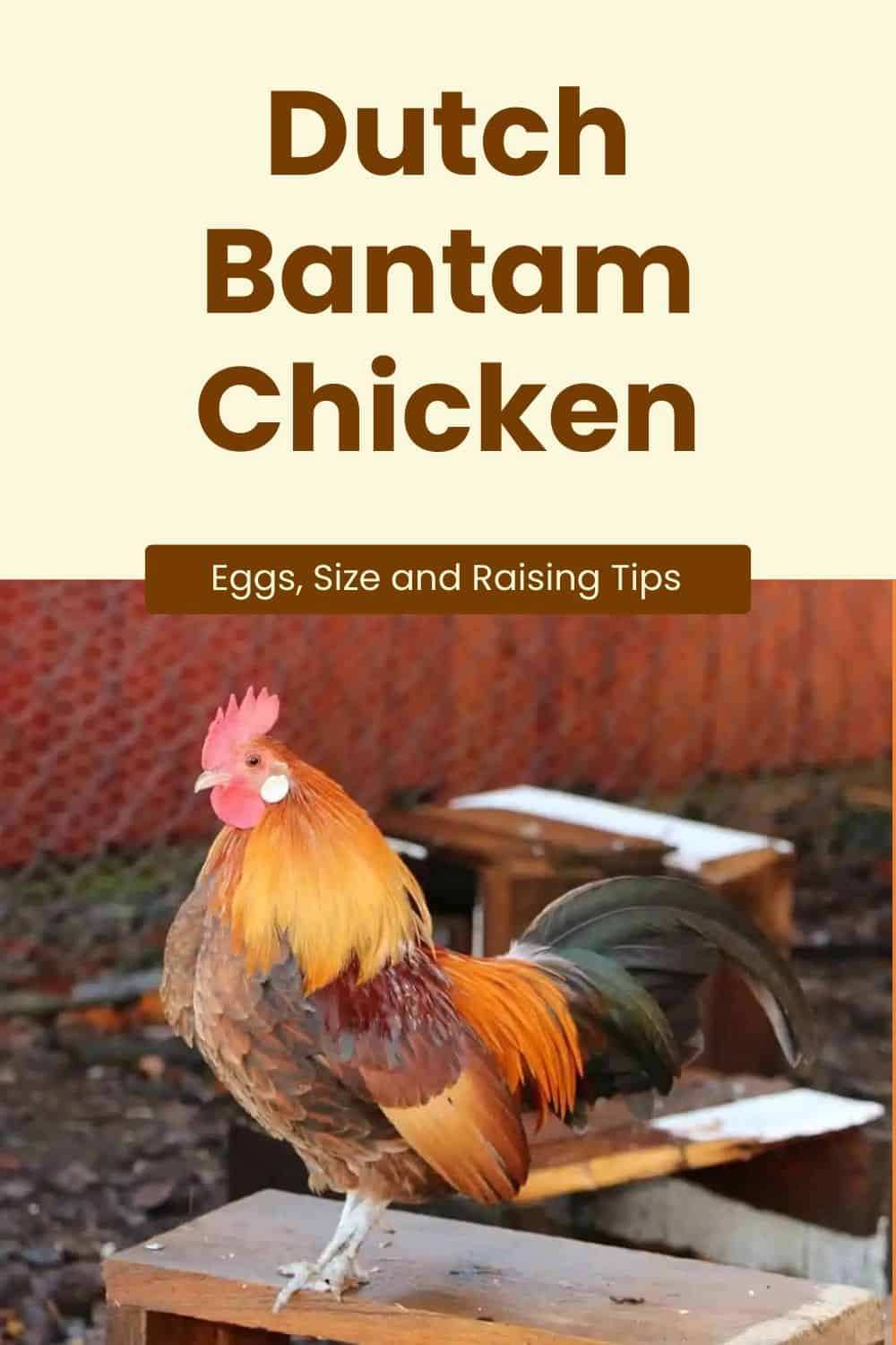 Dutch Bantam Chicken breed