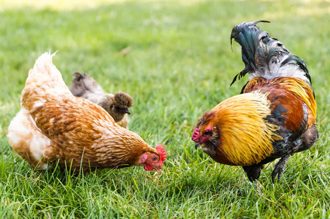 Effects Of Avocado Ingested On Chickens