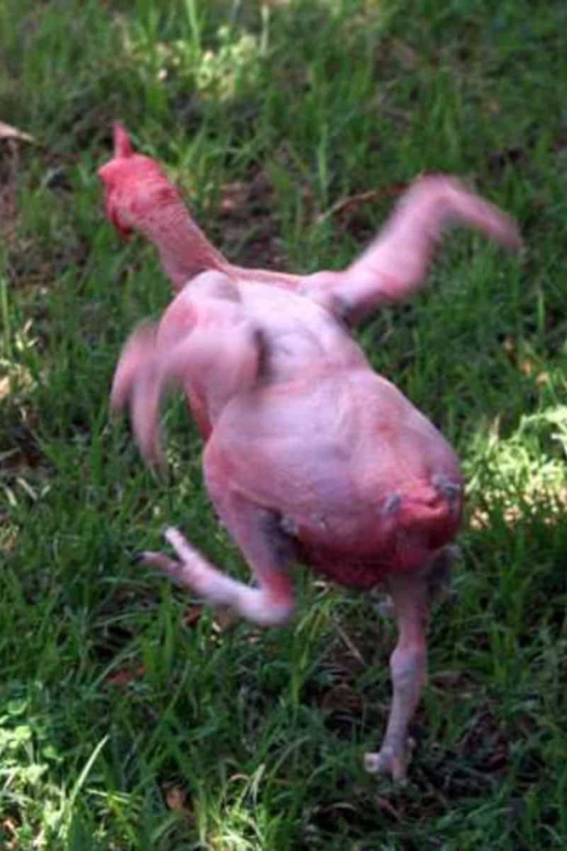 Featherless Chicken