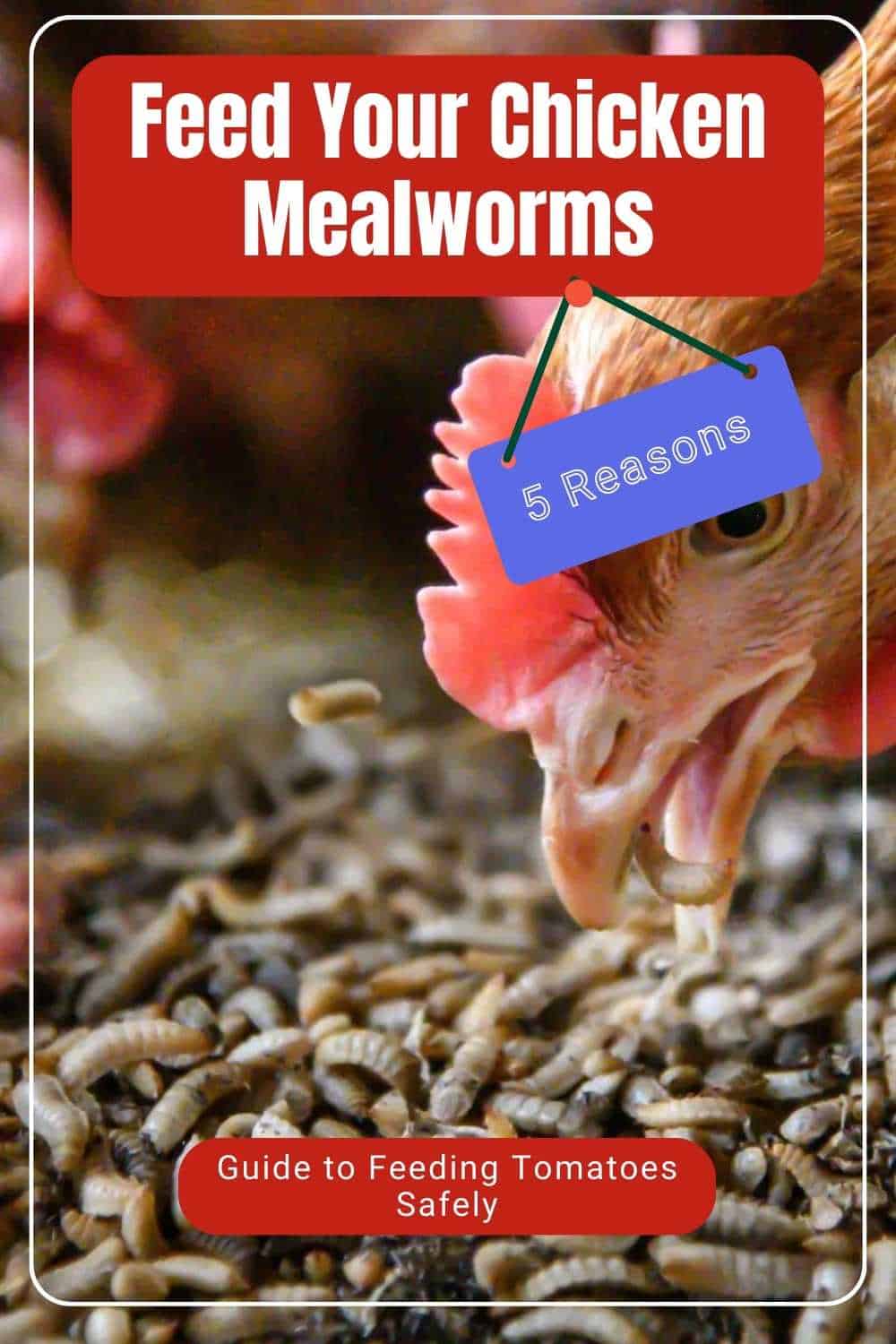 Feed Your Chicken Mealworms
