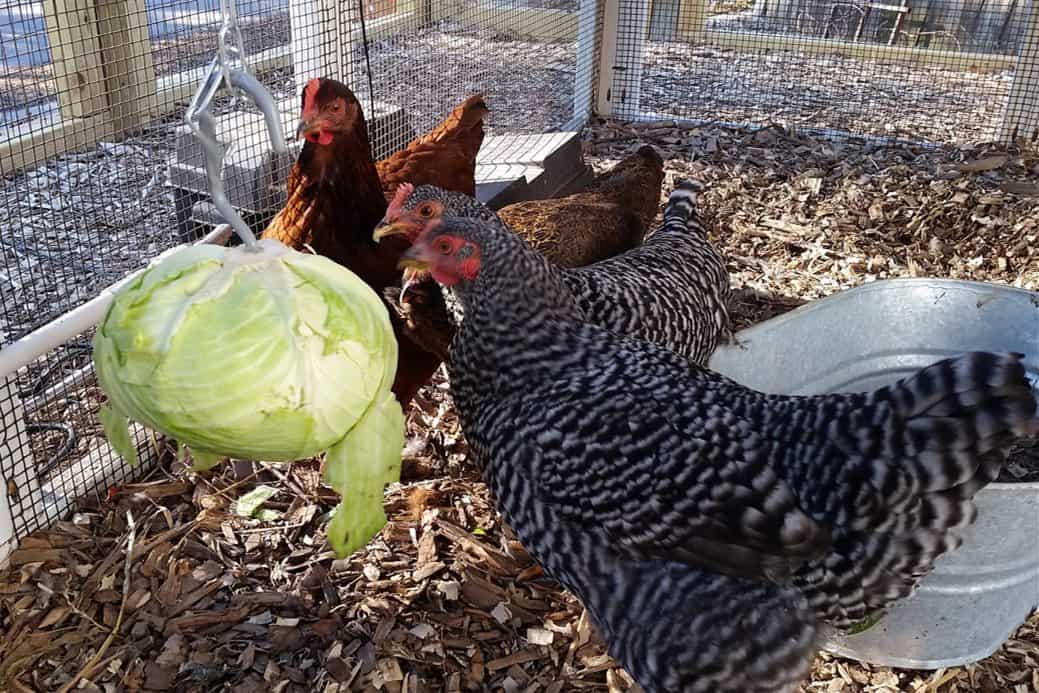 Feeding Cabbage to Your Chickens