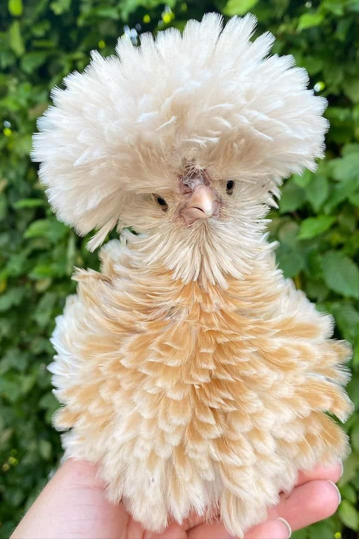 Frizzle chicken