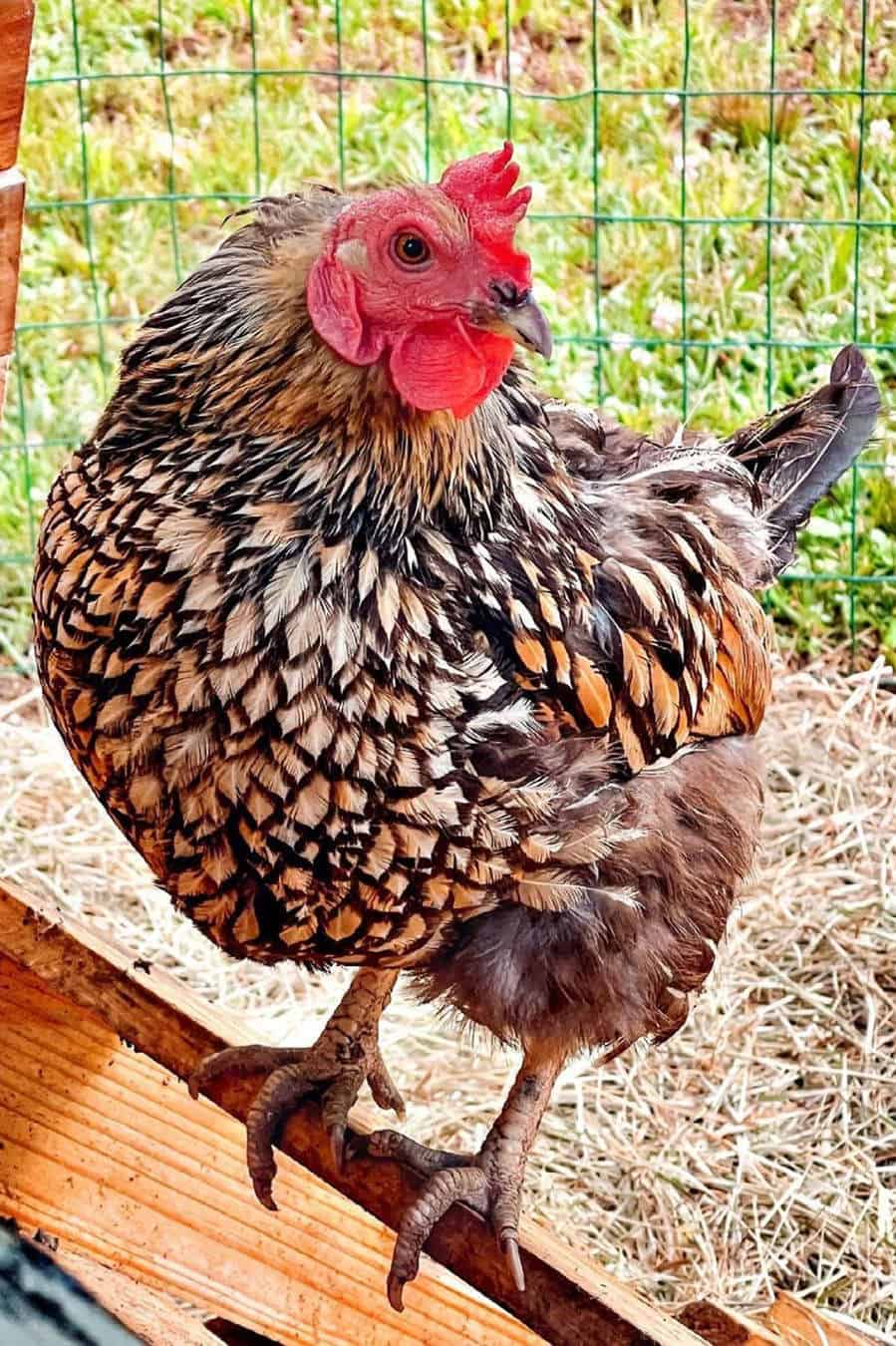 Golden Laced Wyandotte