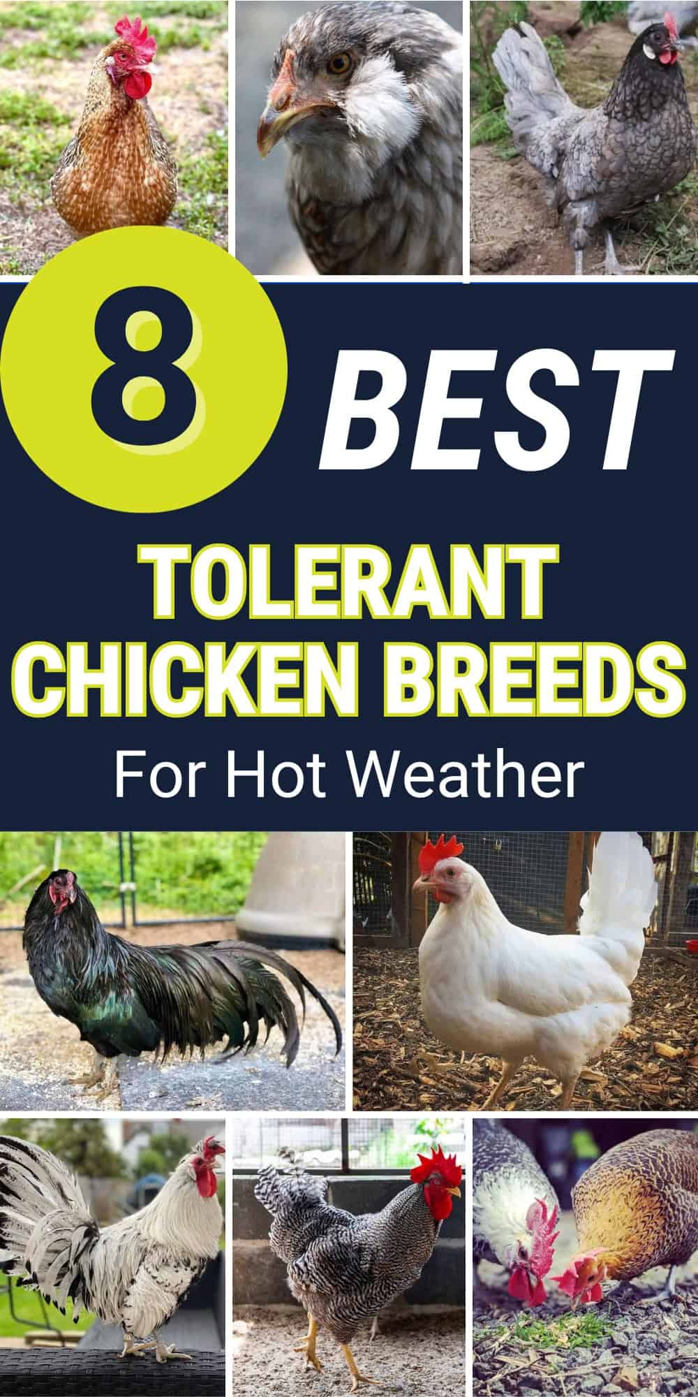 Heat Tolerant Chickens