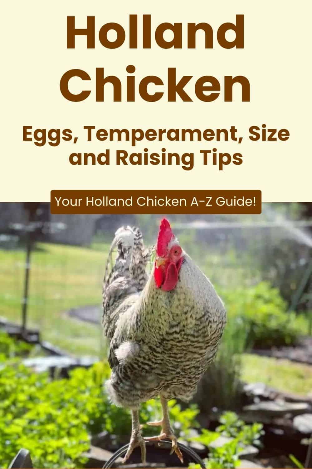Holland Chicken breed