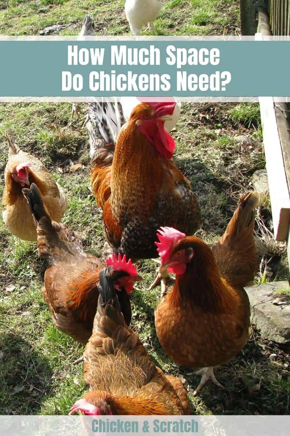 How Much Space Do Chickens Need