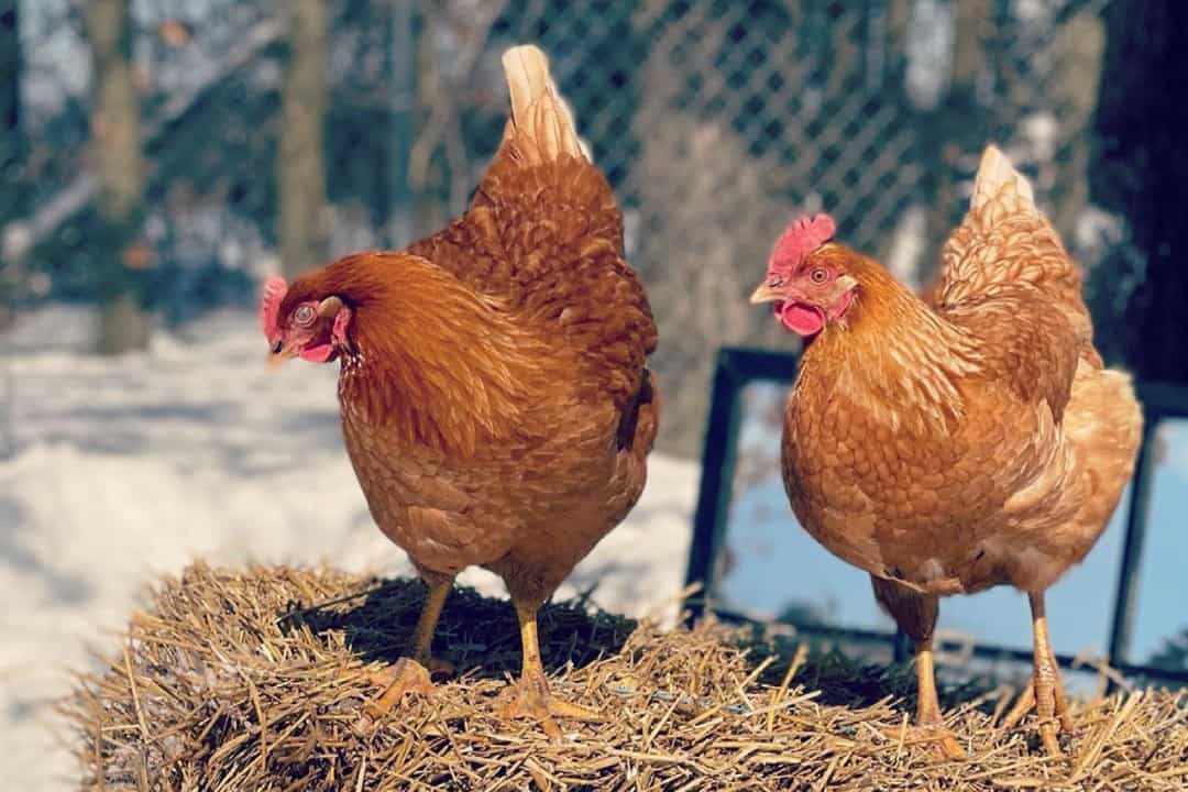 Top 9 Brown Chicken Breeds (with Pictures)