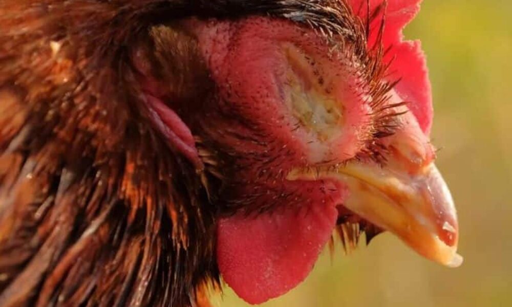 Infectious Coryza In Chickens: Cause, Treatment & Prevention
