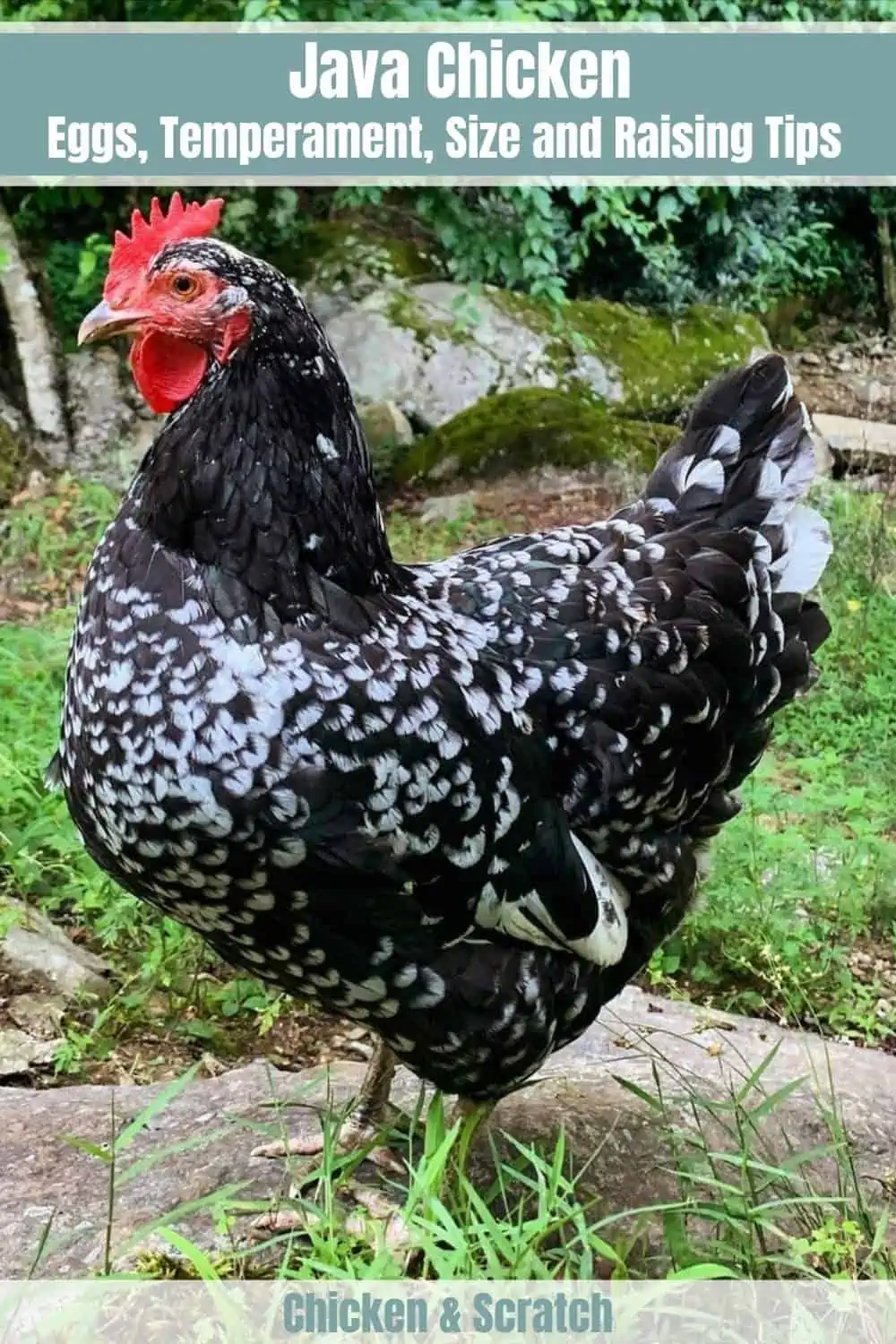 Java Chickens