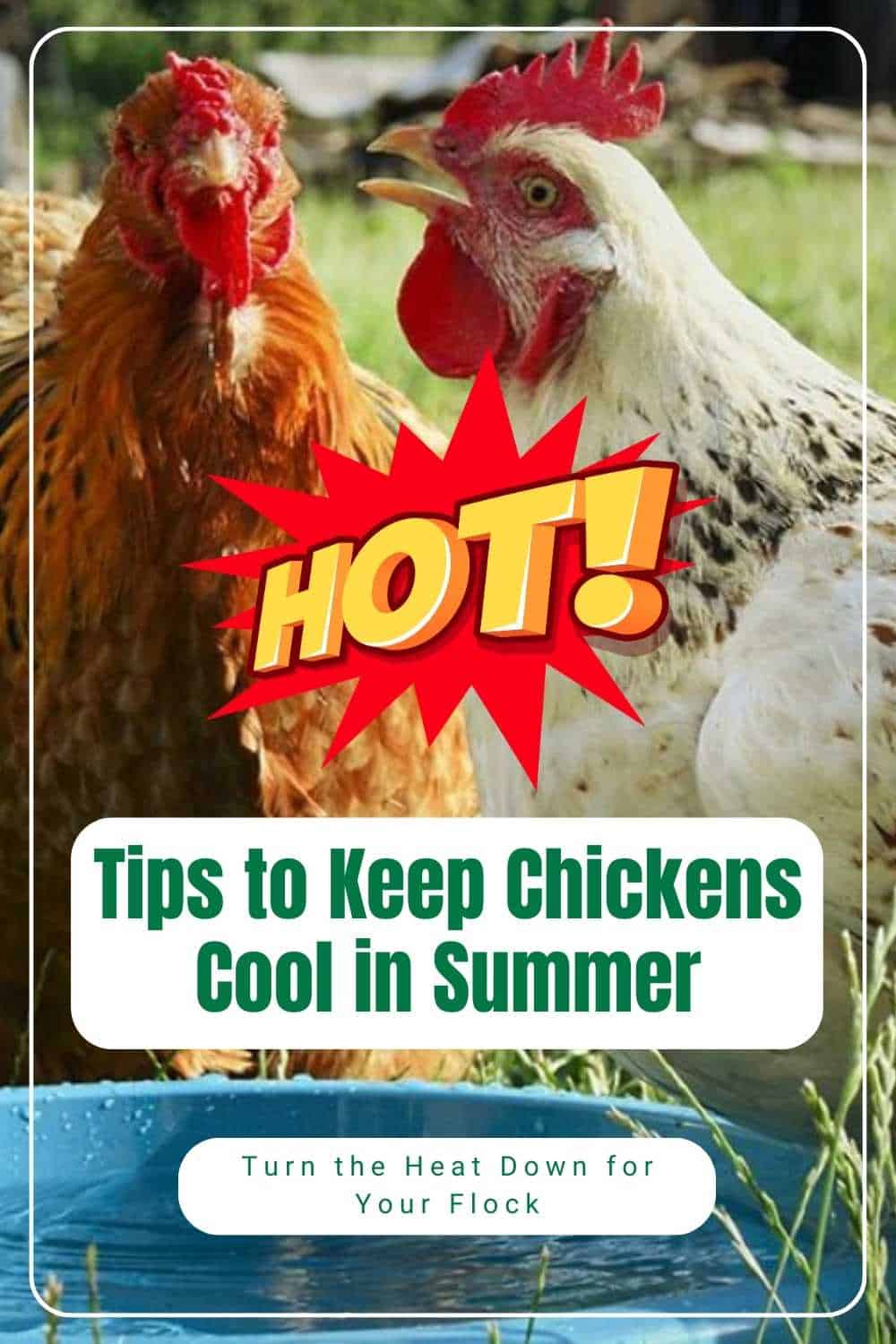 Keeping Chickens Cool in Summer
