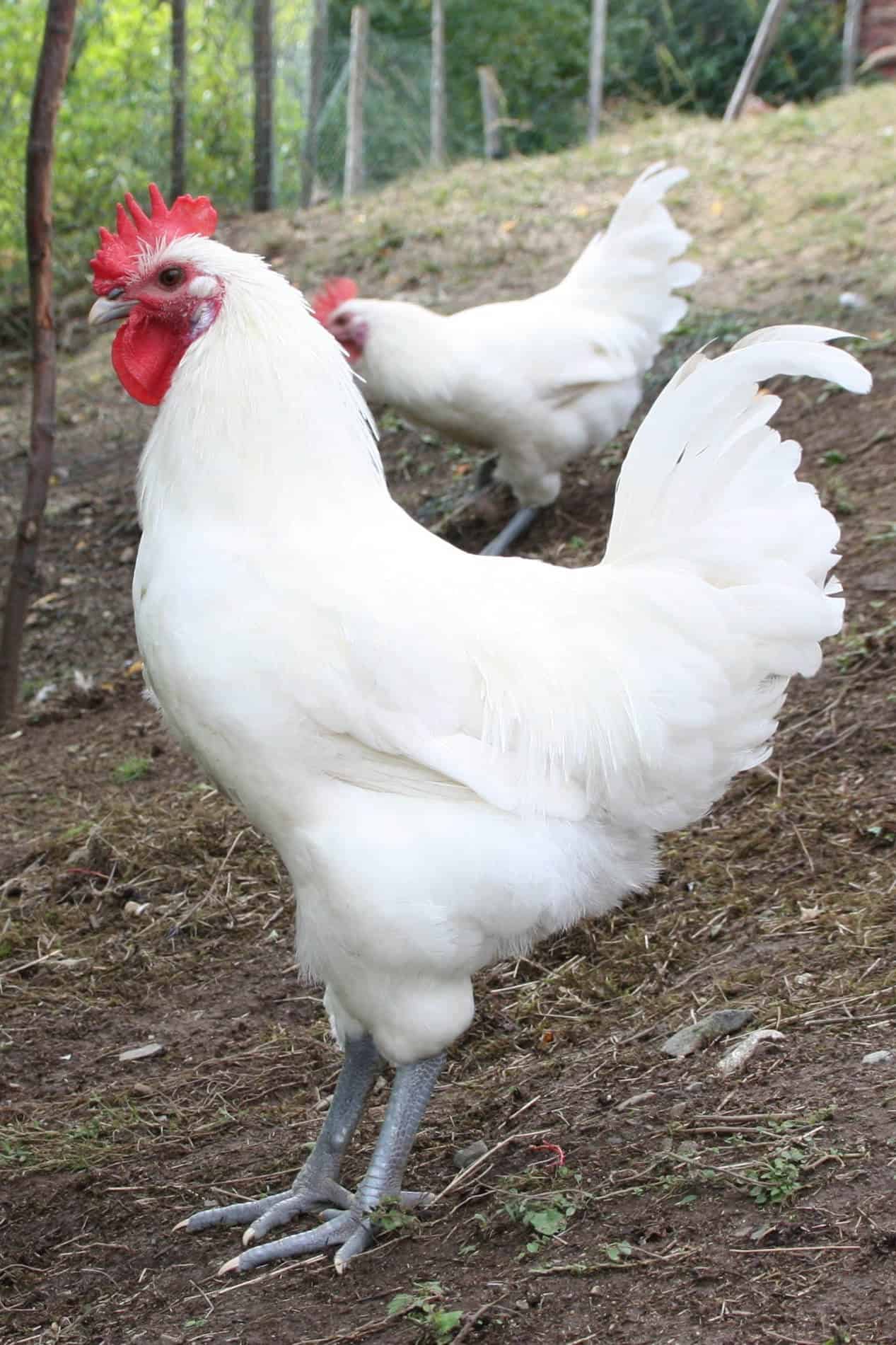 La Bresse Gauloise Chickens