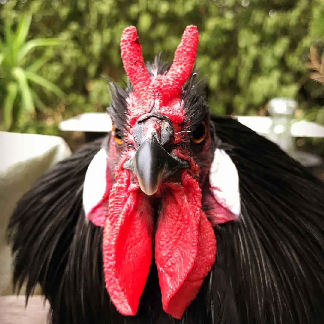 Crazy Looking Chicken