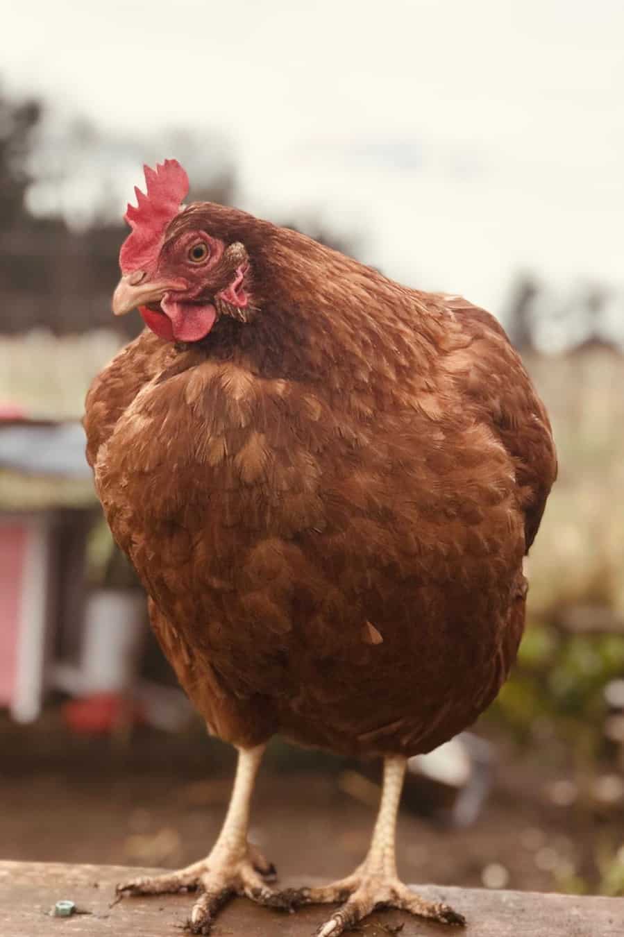 Top 9 Brown Chicken Breeds (with Pictures)