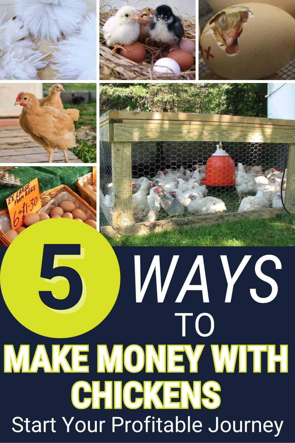 Make Money With Chickens
