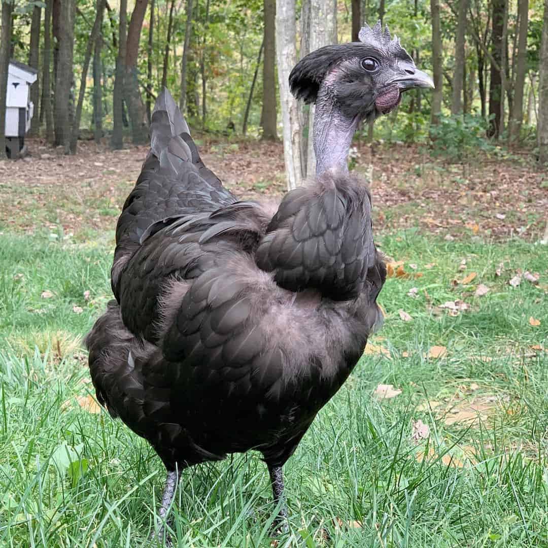 Naked Neck Chicken