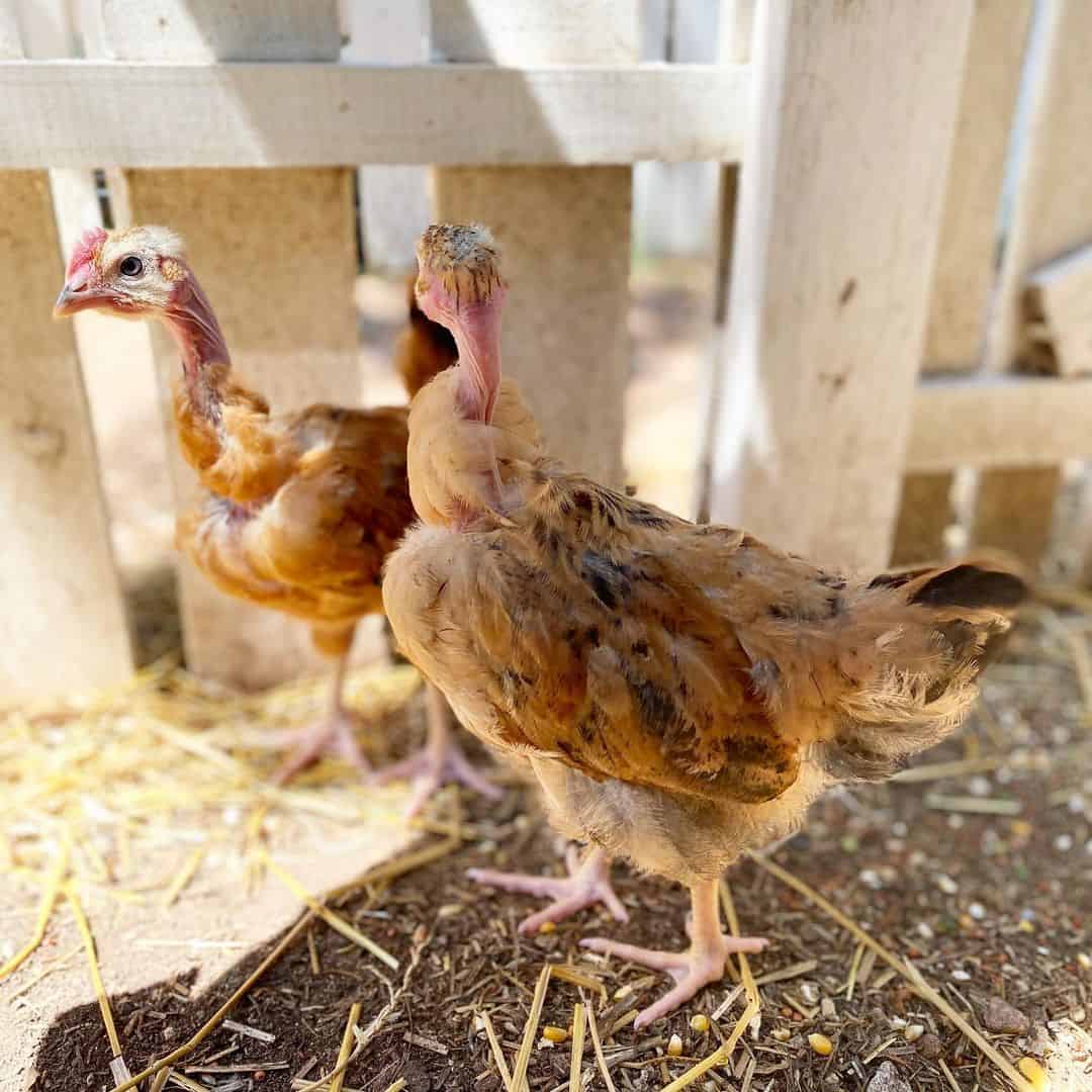 Naked Neck Chickens