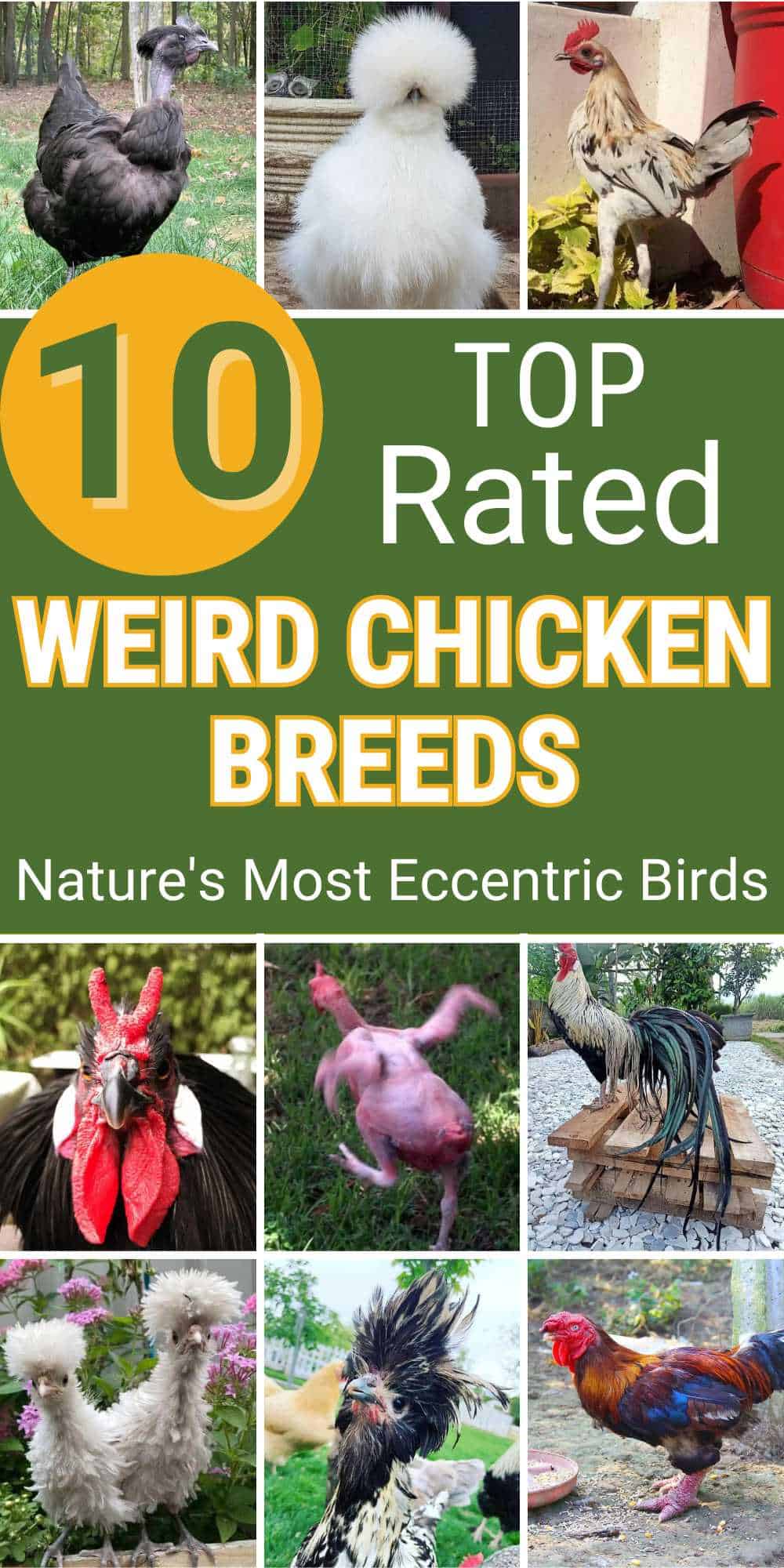 Nature's Most Eccentric Birds