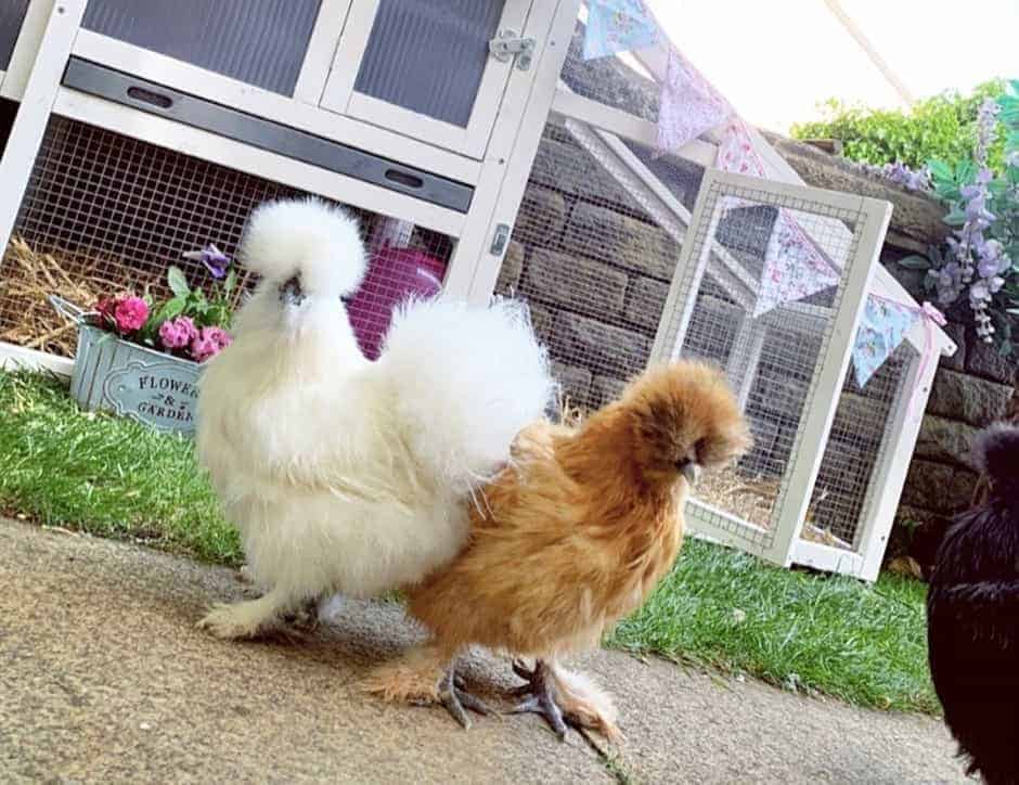 Non-bearded Silkie Bantam