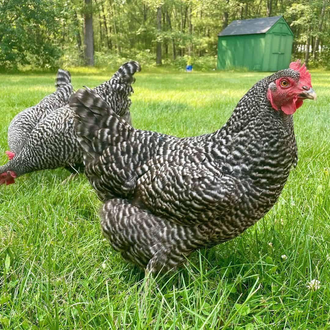 Plymouth Rock Chicken