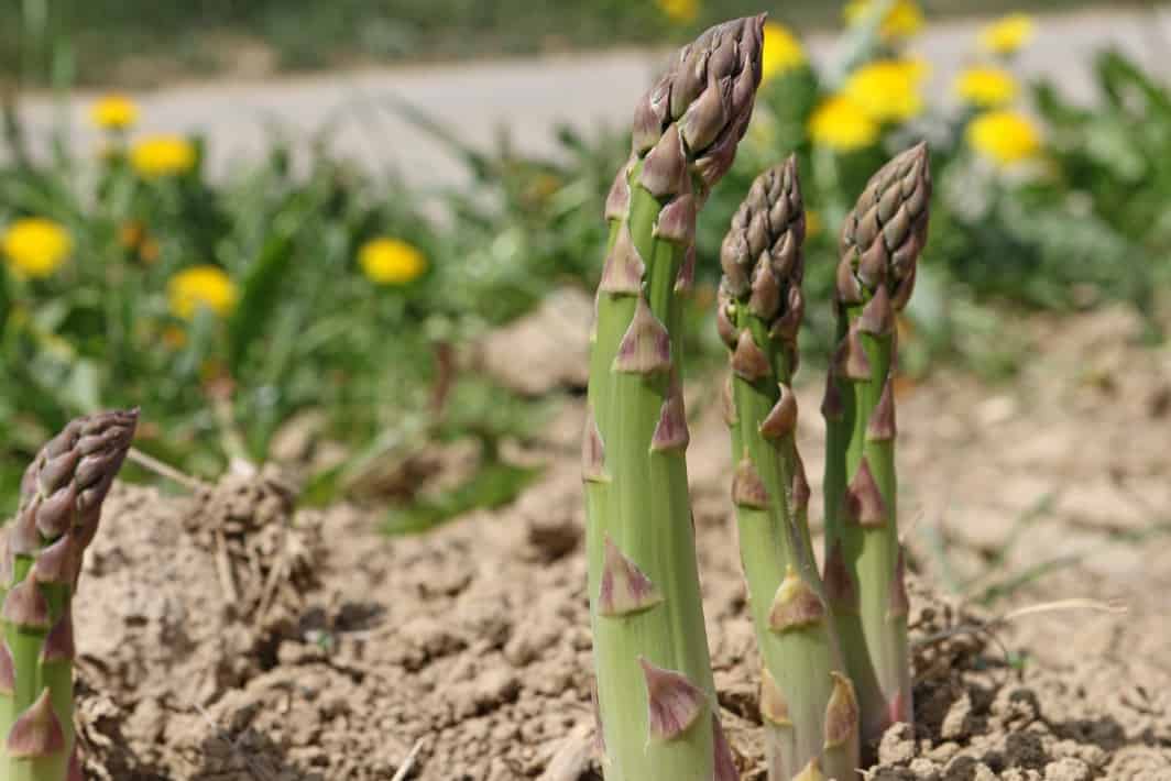 Provide Your Flock the Most out of Asparagus