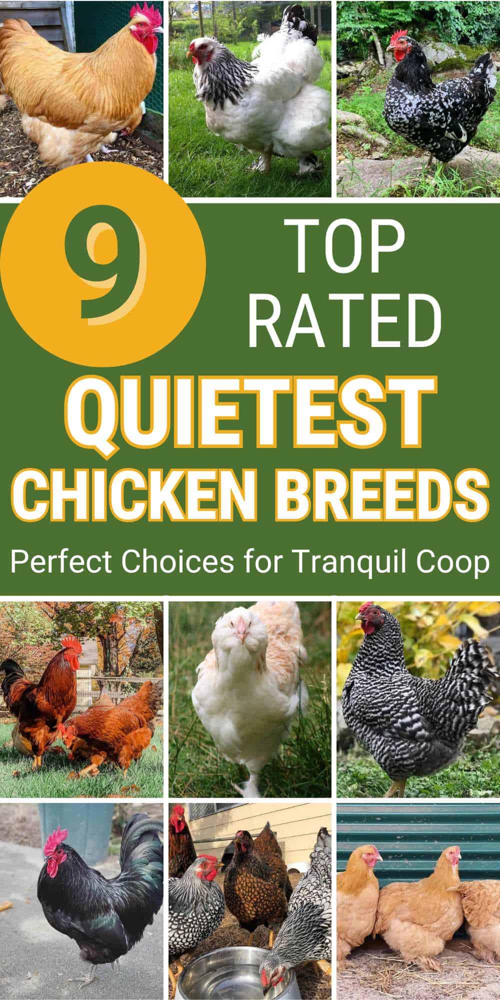 Quietest Chicken Breeds