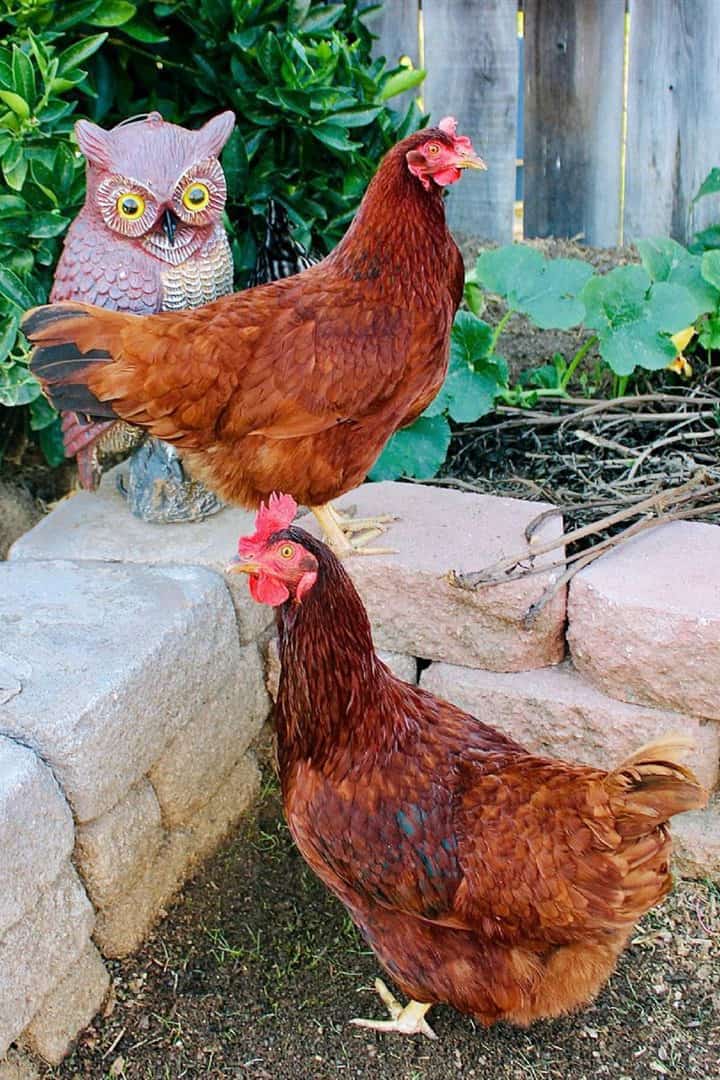 Rhode Island Red Chicken